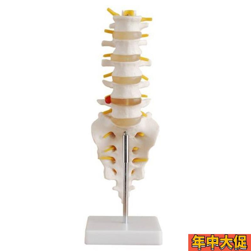 自然大腰椎带尾椎骨模型 1:1正常腰椎模型 五节腰椎尾骨教学模型