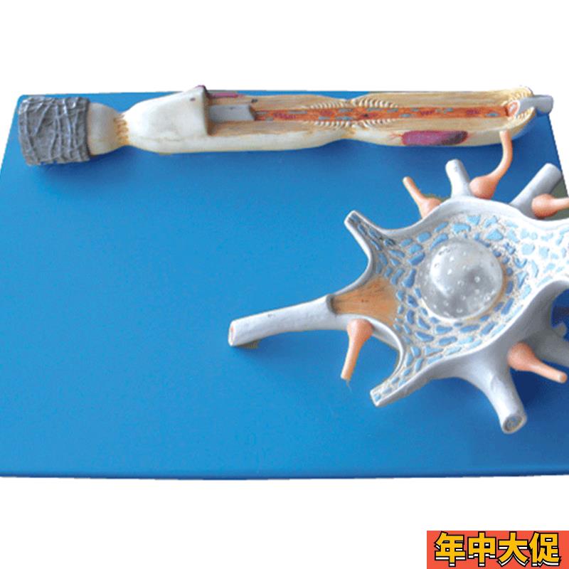 神经元放大模型A18001/解剖模型