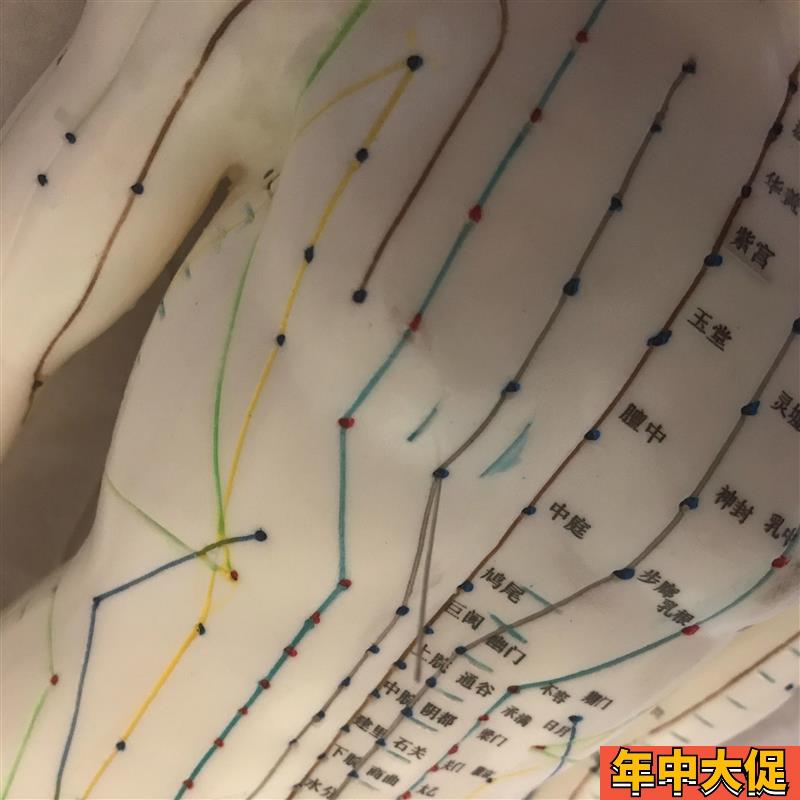 自然大人体针灸模型178CM自然大人体针灸模型178CM