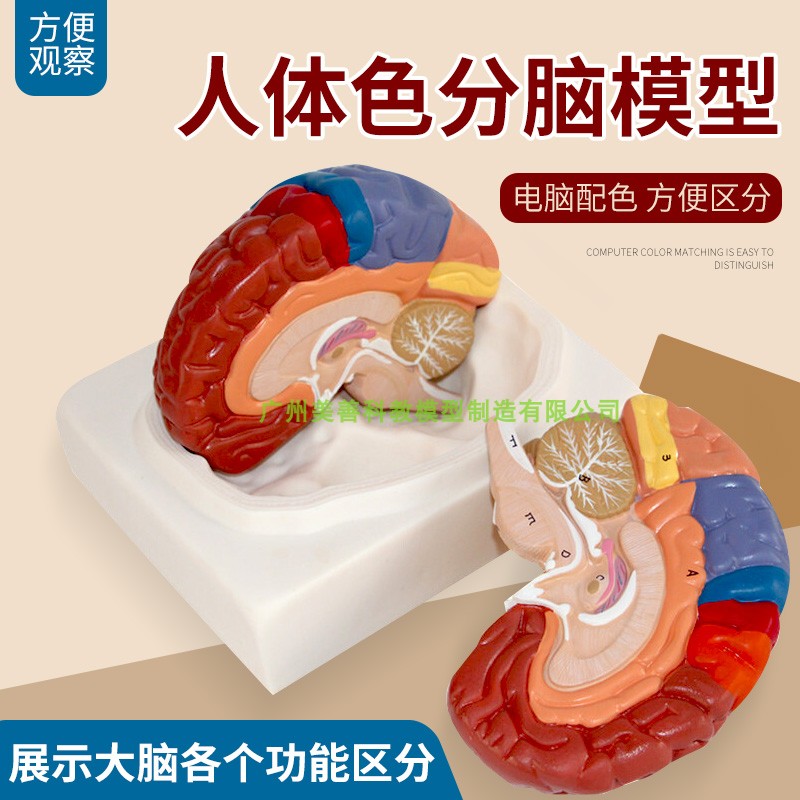 脑模型 脑功能区域色分模型 人体C大脑解剖模型 脑部构造 脑结构