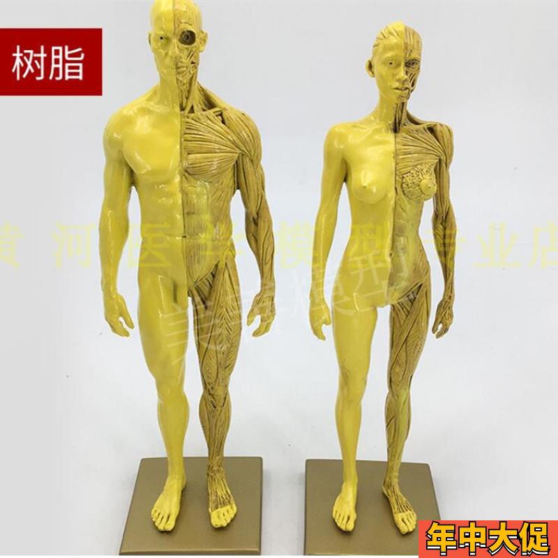 30cm艺用人体模型 肌肉骨骼解剖人体结构美术模型 CG绘画雕塑教学