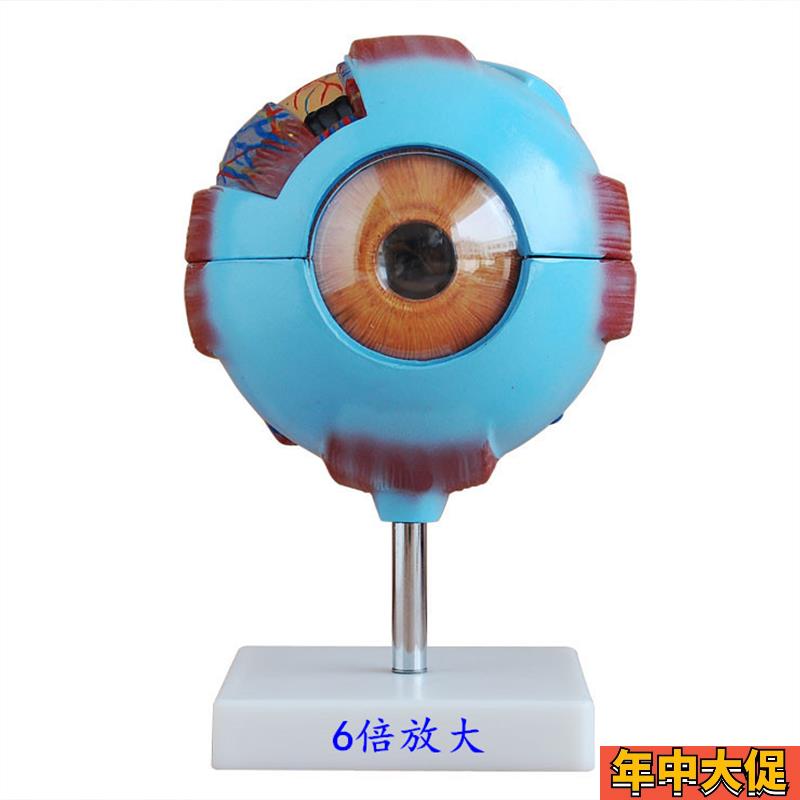 眼球放大模型,人体解剖教学展示眼睛可拆卸结构 包邮