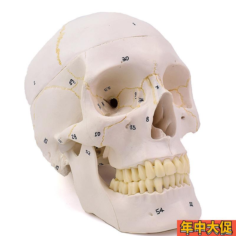 ENOVO颐诺1:1医学用仿真成人人体头骨模型头颅骨模型口腔颅骨颌骨