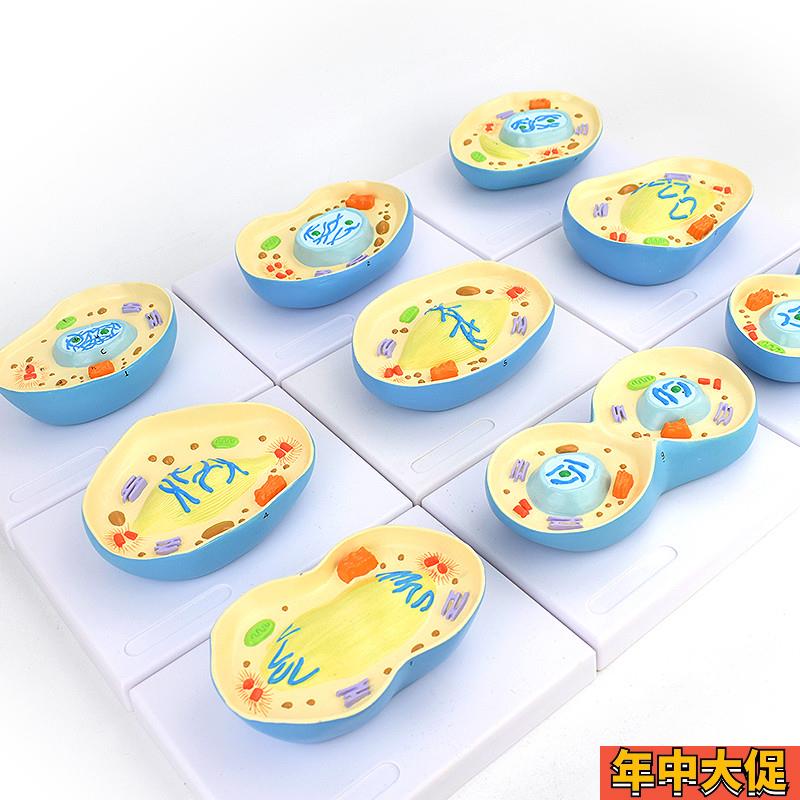 ENOVO颐诺细胞有丝分裂模型9部件核模核仁染色体细胞质纺锤丝细胞