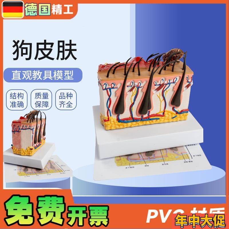 德国】狗皮肤解剖模型 犬科真皮 宠物病态皮肤教具 兽医教学动物