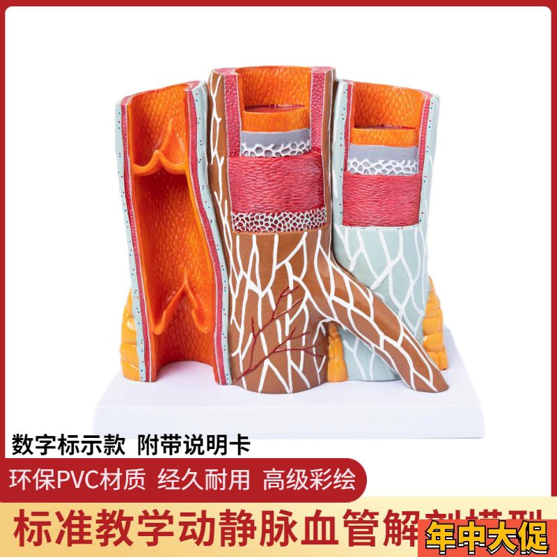 人体动静脉血管模型 器官解剖放大层次结构演示 教学静脉动脉模型