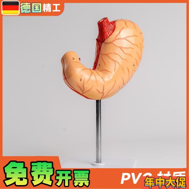 德国自然大胃 2部件 生物胃部解刨模型教学用品 学生上课实验教材