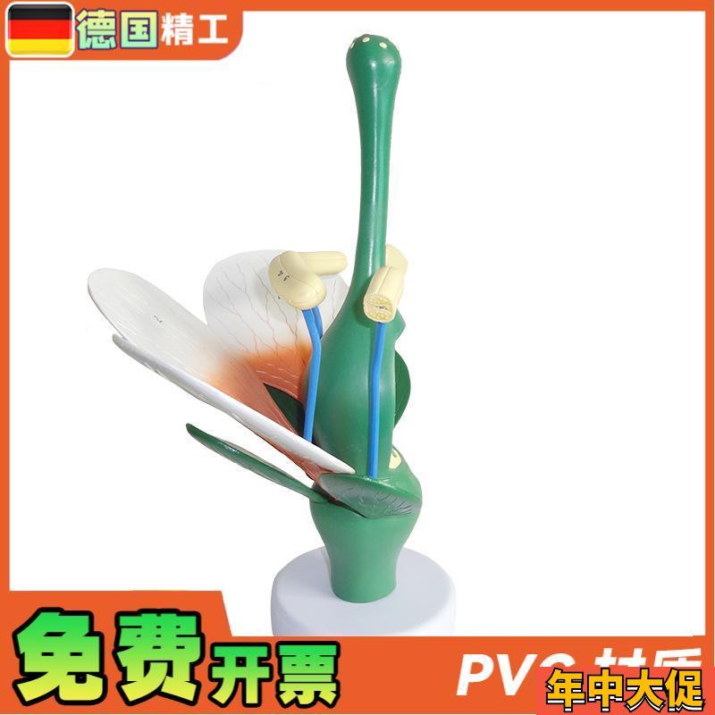 德国】桃花双子叶花绿色花蕊植物构造放大结构解剖模型生物教学展