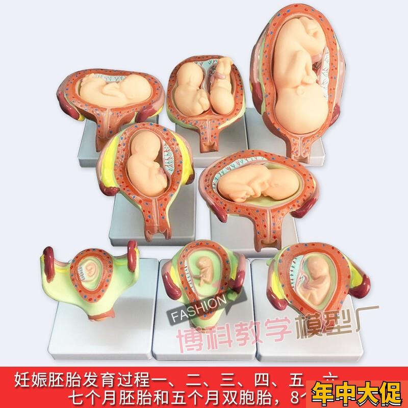 妊娠胚胎发育模型 计划生育模型 婴儿胎儿发育过程模型 生殖模型