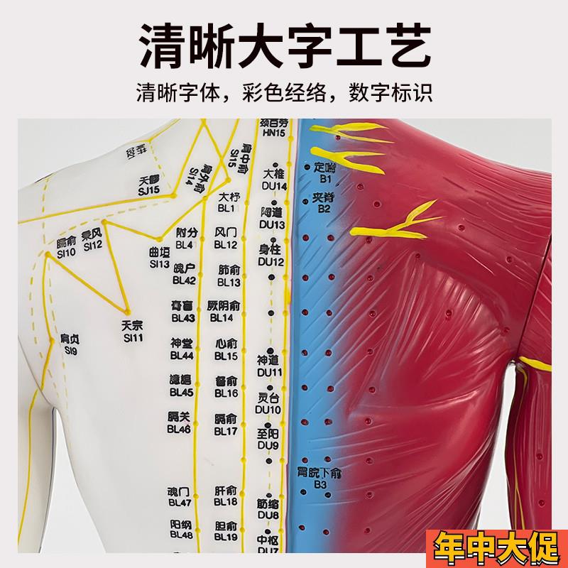 80CM针灸铜人刻字人体穴位模型男女经络推拿按摩教学高清模型