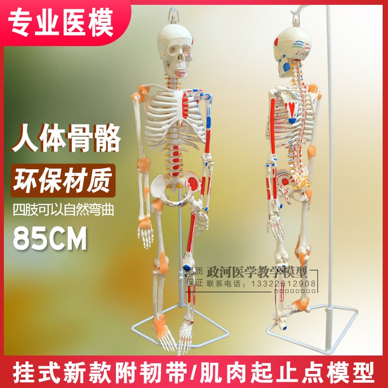 骨架模型45cm8l5cm人体骨骼模型全身脊椎骨骼脊柱模型骨骼标本包