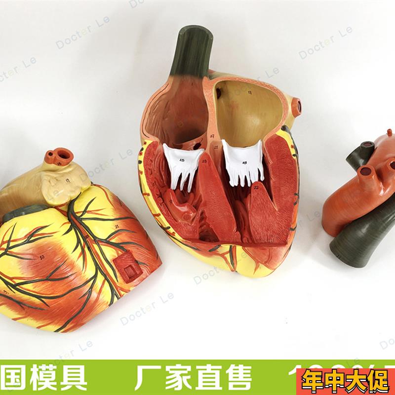 高端正品医学超声人体心脏模型心内科彩超B超心脏心血管解剖模型