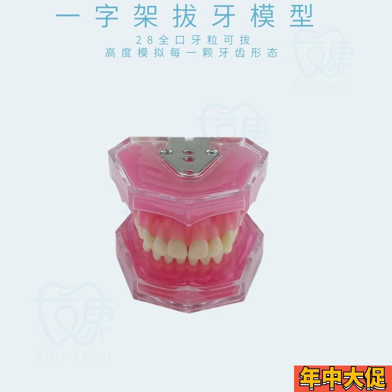 FE28拔牙模型人体牙齿结构解剖模型口腔牙模具仿真牙科教学牙模型