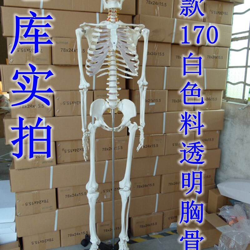 美术 素描 医用艺用标准的170cm人体骨骼模型 骨V架 模型 标本