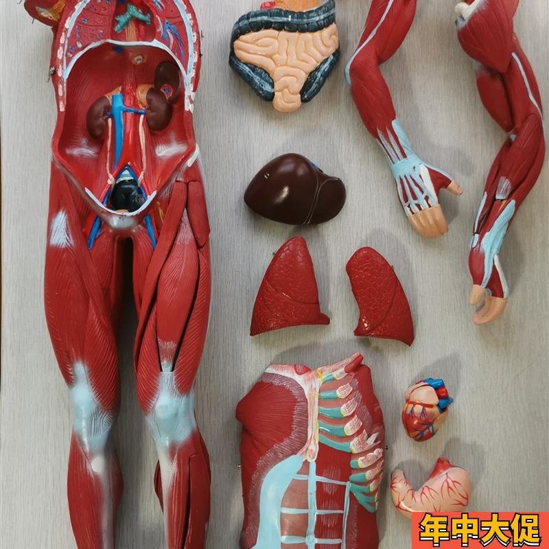 人体全身肌肉附内脏模型医学教学成人27部件人体肌肉内脏解剖80CM
