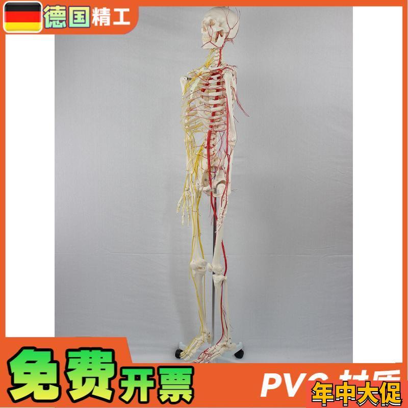 170CM 带神经血管骨骼 人体骨骼模型医学展示实验教具