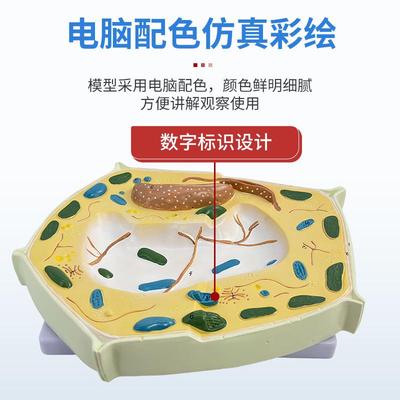 动物植物细胞模型显微结构解剖模型生物细胞膜细胞质细胞核线粒体