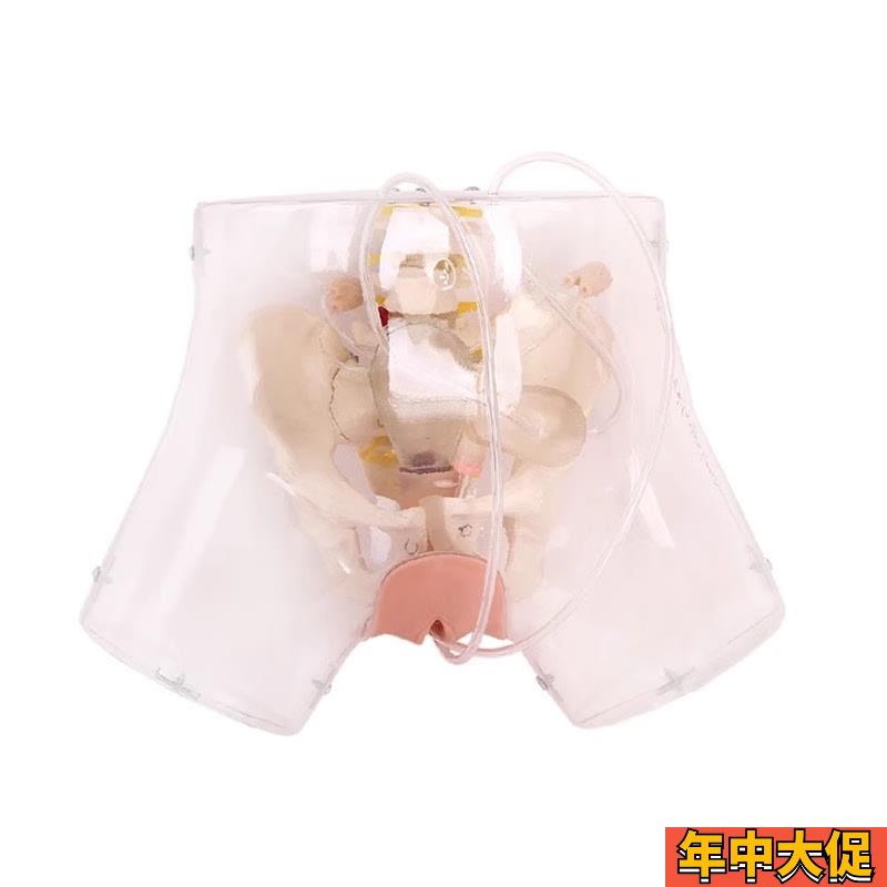 高级透明刮宫模型 透明刮宫教学模型 女性计划生育模型