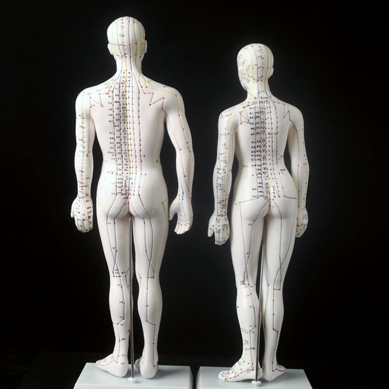 超清楚 针灸人模 人体模型 人体穴位模型男50cm女48CM