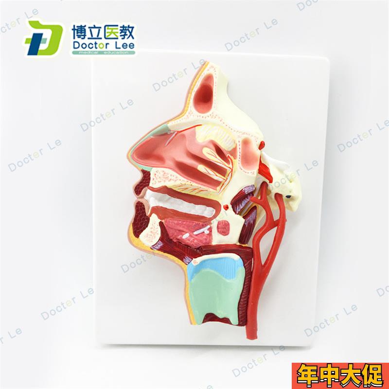 医用 口鼻咽喉内侧面血管神经模型 头面部鼻腔模型