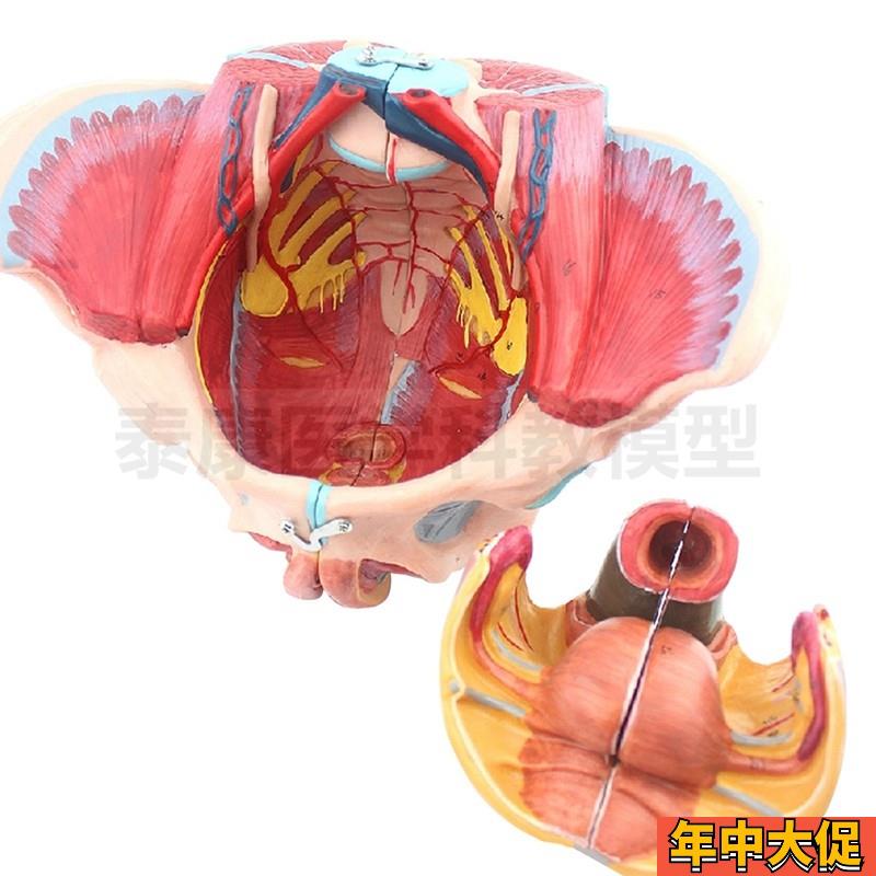 盆底肌模型 女性盆腔肌肉气管生殖泌尿月嫂培训技校产后修复 瑜伽