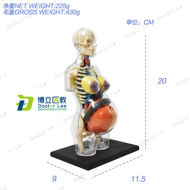 正品4dmaster拼装透明x人体怀孕妊娠器官解剖医用模型孕产瑜伽
