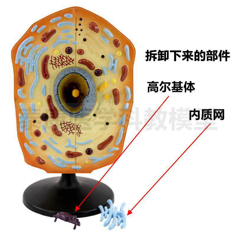 动物细胞模型细胞器可拆卸细胞核细胞微细结构流动镶嵌模型动植物