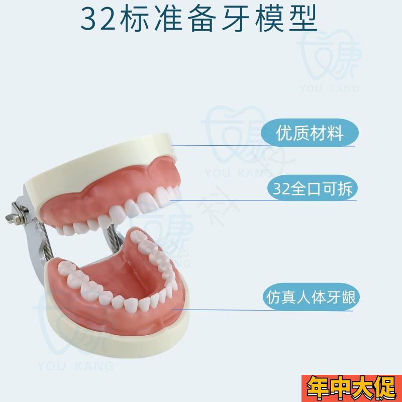 牙科全口可拆卸备牙模型  软牙龈模型 练习牙齿模型 送螺丝 螺刀