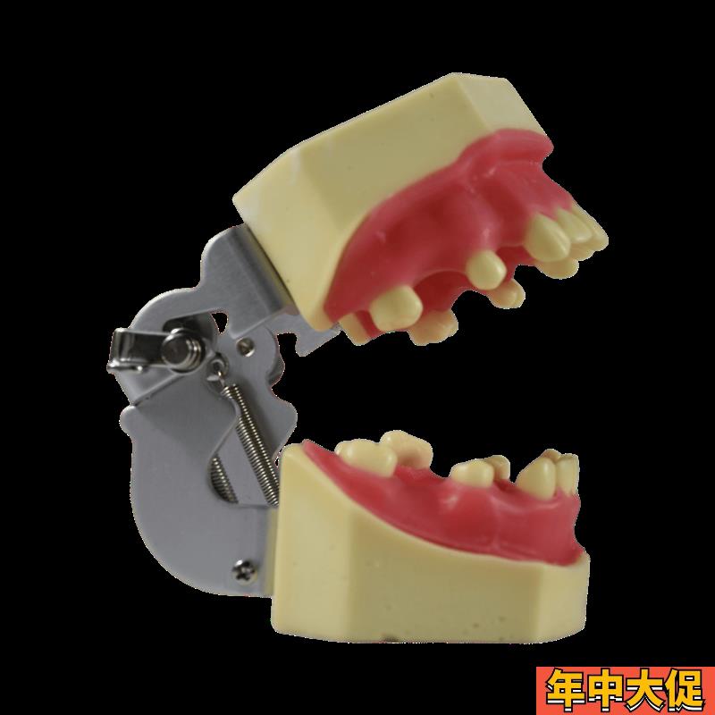 种植模型口腔牙科牙齿模型备牙练习软牙龈牙模仿真树脂离体缺失牙
