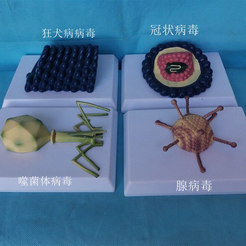套装狂犬病噬菌体病毒冠状病毒腺E病病毒生物医用教学讲解展示