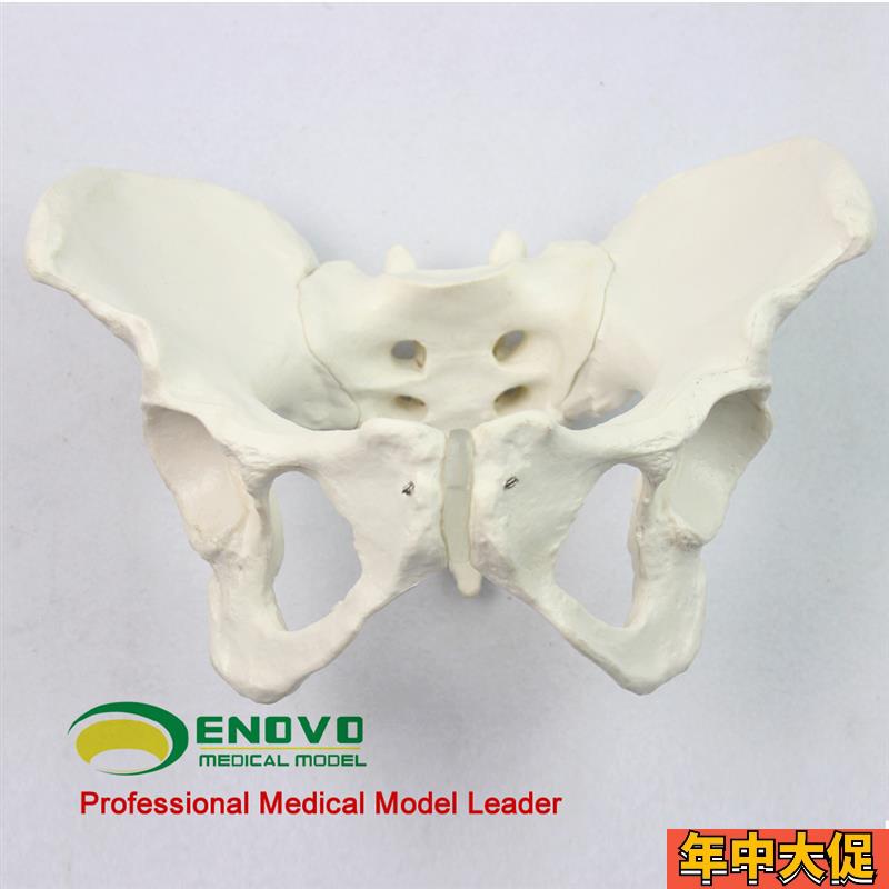 ENOVO颐诺标准女性骨盆妇科检查模型人体骨骼标本骨盆测量模型