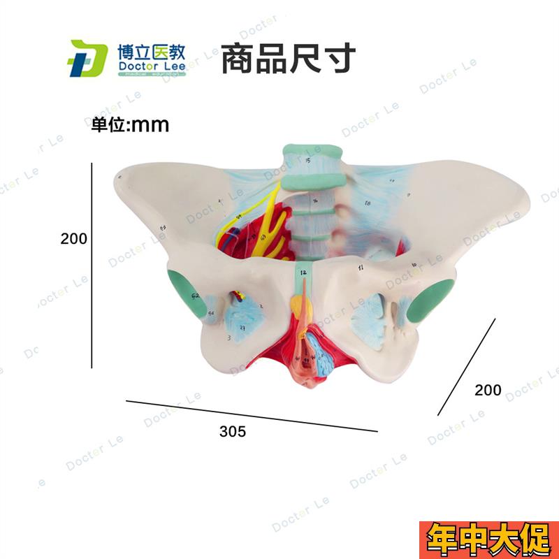 子宫模型骨盆女性盆底肌模型女性分娩模型教学助产医用骨盆模型