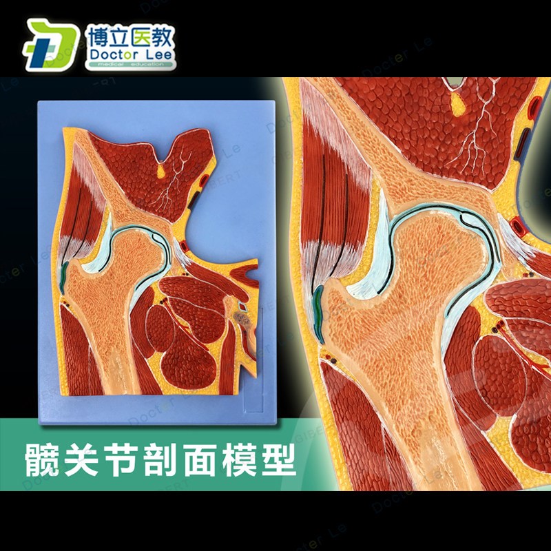 CT 髋关节切面j 浮雕 髋关节断层解剖学模型 脚运动解剖学模型