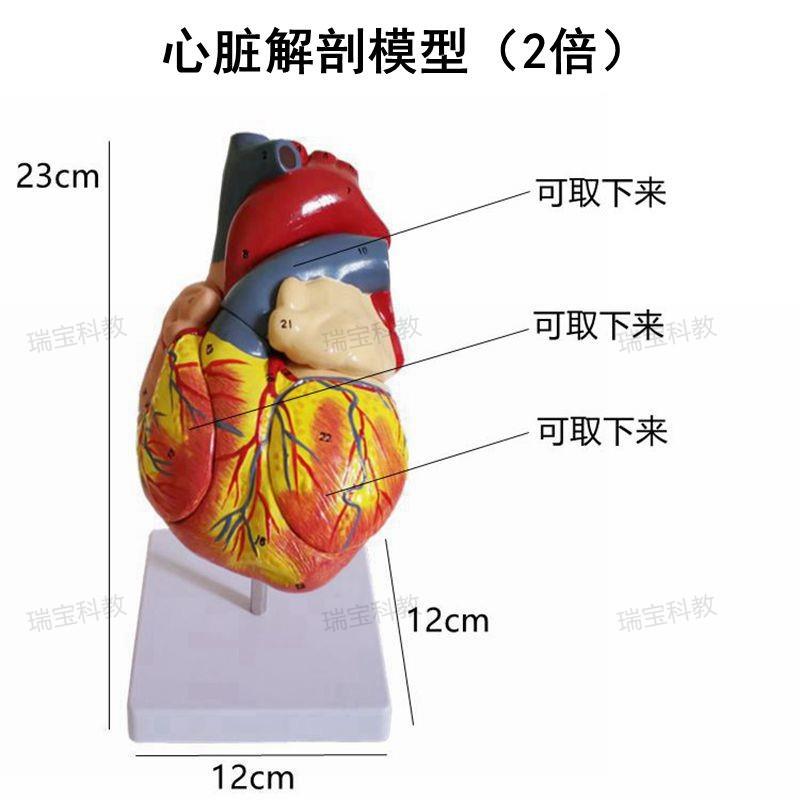 瑞泰医学模型人体心脏放大2倍拆4部件心血管B超心室心房主动脉瓣