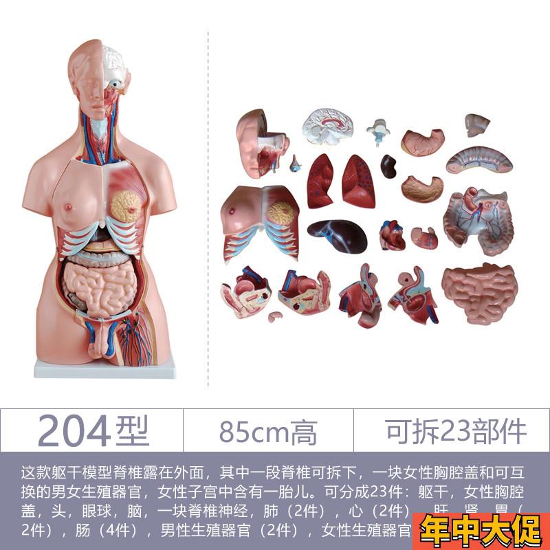 躯干模型人体内脏胸腹部器官解剖男性女性心肝脾肺肾结构教学玩具