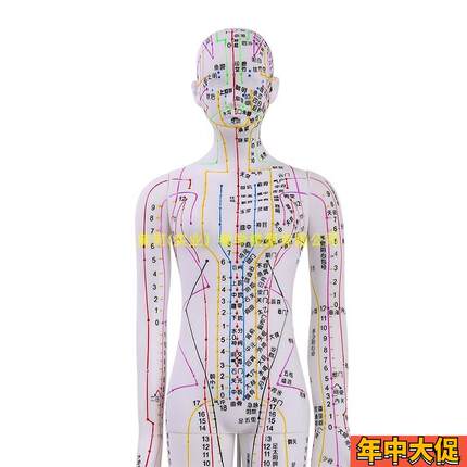 62CM彩色针灸穴位人体模型经络穴位模特图全身中医十二扎针小皮人