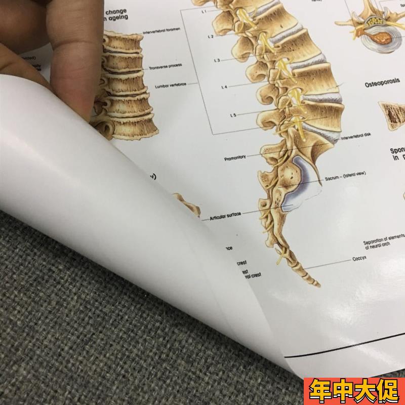精美脊柱教学挂图