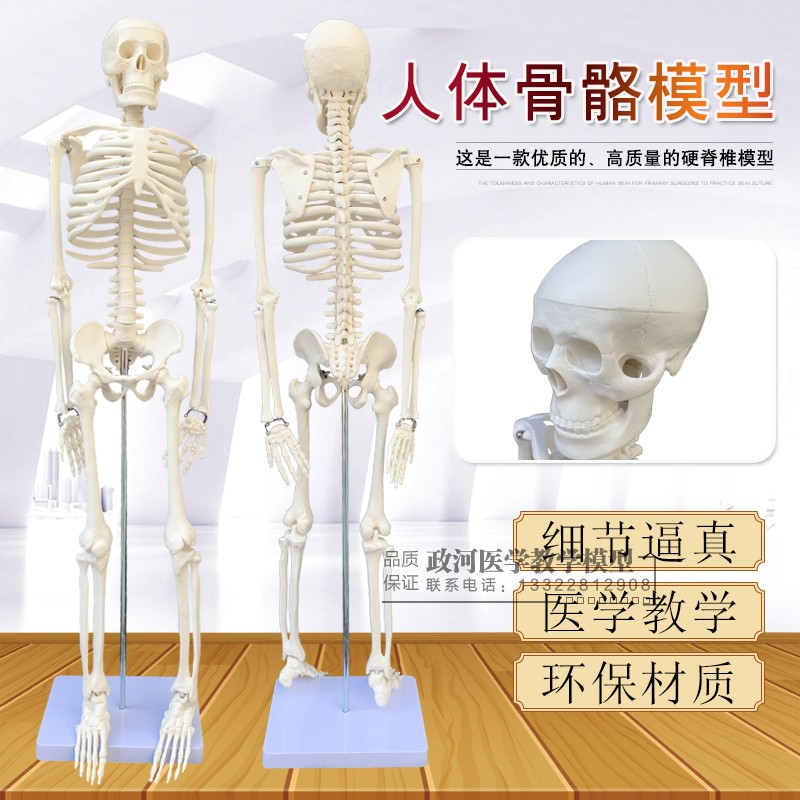 正品 美术艺用医用标准r 85CM人体骨骼骨架模型 骨骼教学模型