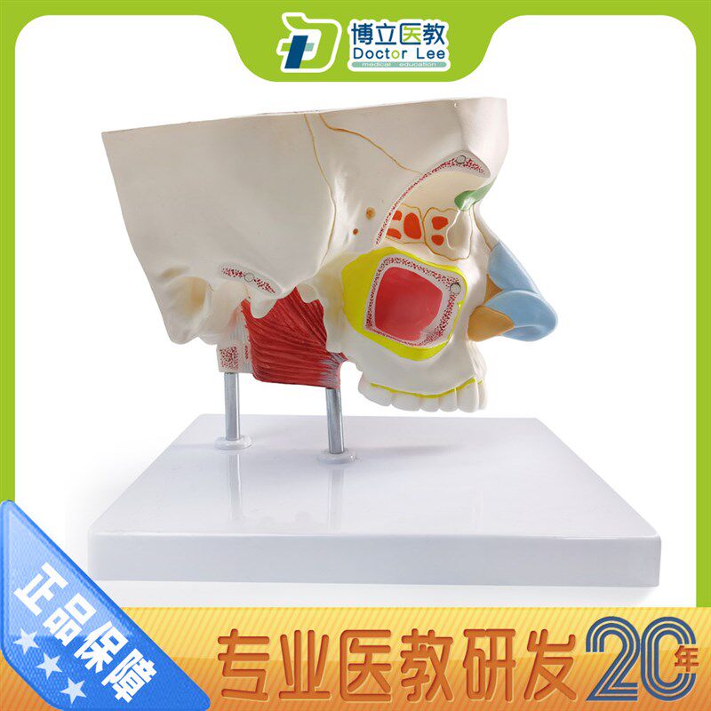 人体鼻腔解剖模型 鼻部医学v 鼻子模型 耳鼻喉科模型 鼻与鼻窦模