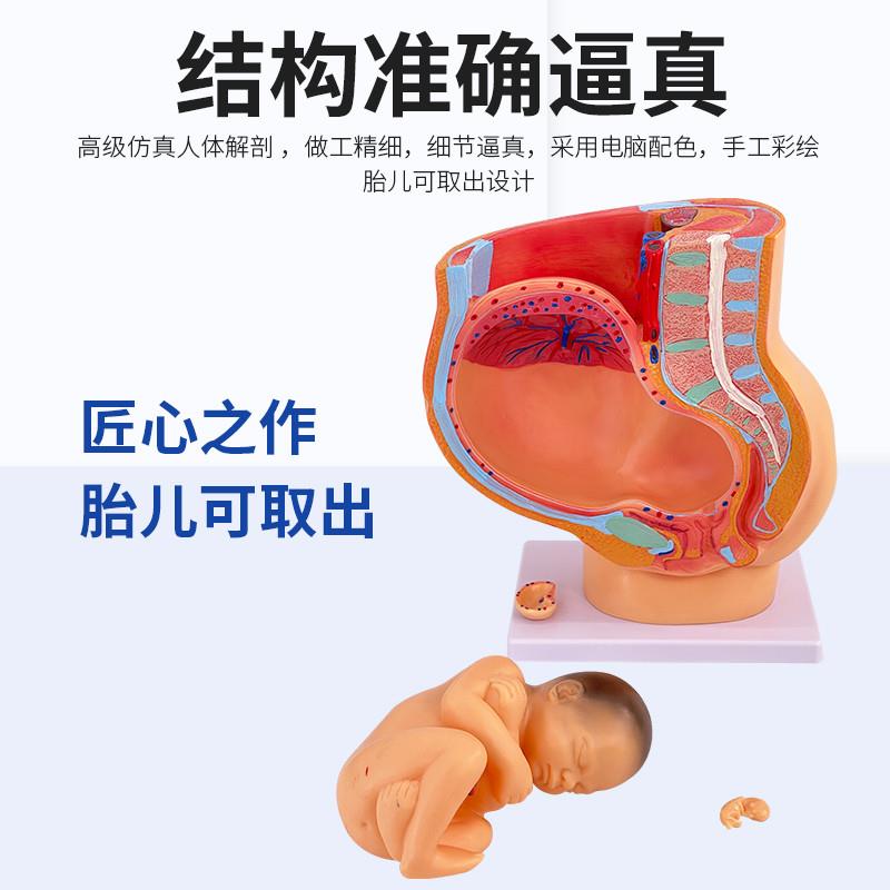 9月胎儿模型 孕妇生产过程 孕妇模型胚胎解剖模型 妊娠九个月模型