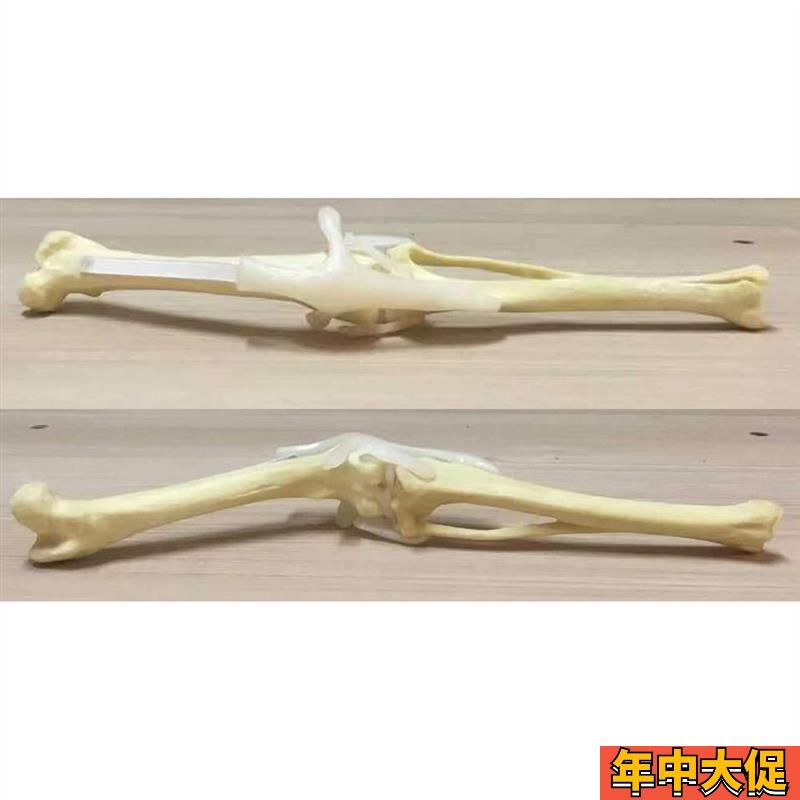 狗后肢手术练习仿真骨模型骨科狗骨架动物骨骼犬科宠物兽医教具