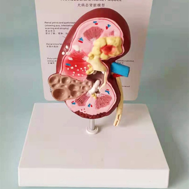 狗肾脏病态健康解剖模型犬科宠物教学教具兽医医.学模型厂家
