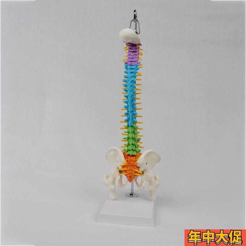 中型彩色脊椎带骨盆腿骨(挂式)模型 人体脊柱模型