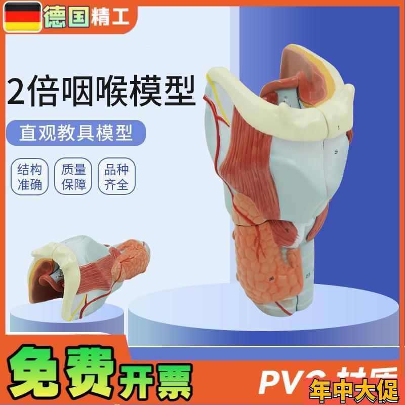 德国】医学人体喉肌喉软骨喉咙咽喉口腔甲状腺解剖模型 教具耳鼻