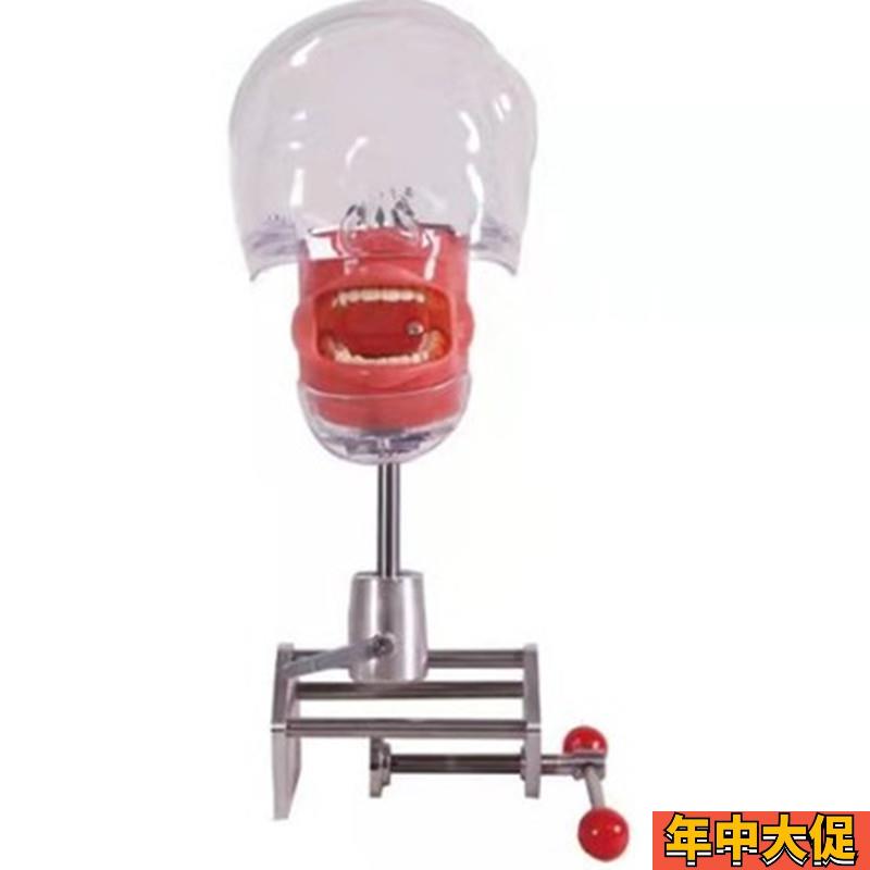 牙科模型 夹桌式简易头模口腔备牙模型器械离体牙 可调节替换牙齿