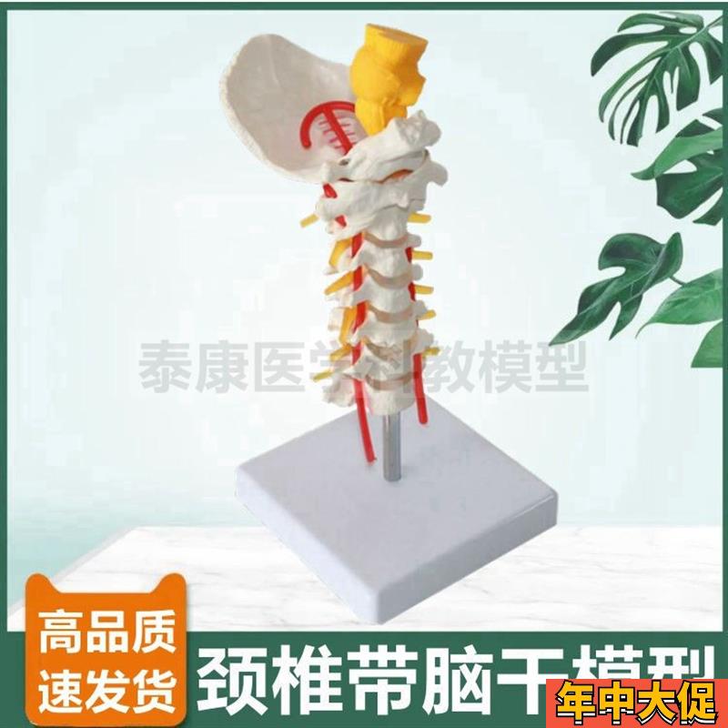 1比1颈椎模型带枕骨脑干仿真颈动脉神经正骨功能演示错位侧弯旋转