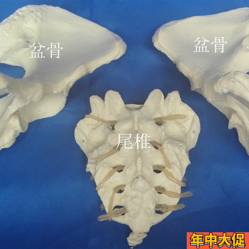 女性盆骨骨骼模型人体骨架骶骨教学医用讲解