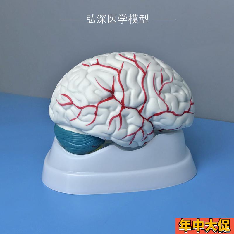 人体大脑解剖模型头脑子大小脑干器官结构可拆开脑部医学教学玩具