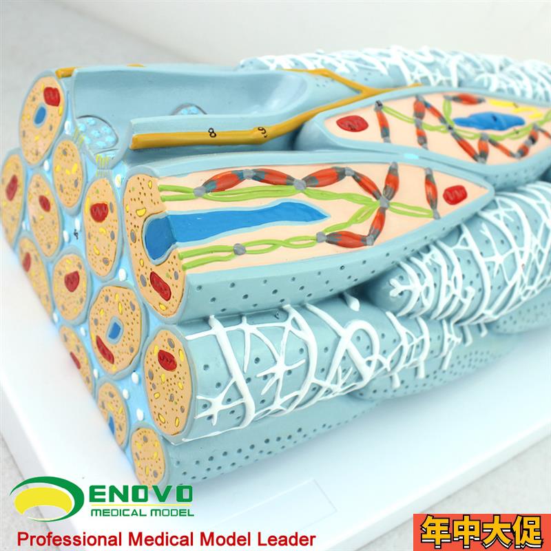 ENOVO颐诺平滑肌组织模型 微观模型医学人体肌肉模型心内脏肌医学