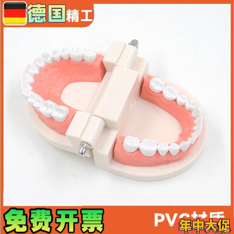 1比1大口腔模型牙模型模具教具模具牙科教学模型 可拆卸口腔假牙